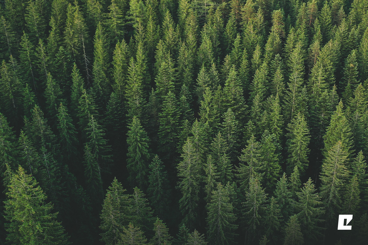 Eko-Okna met FSC™-certificaat. Bewust investeren in de toekomst